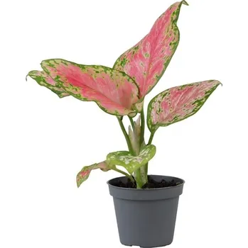 Sazenice Aglaonema Red Valentine 6 cm