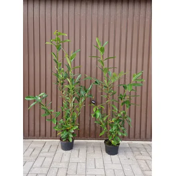 Sazenice MULTIFLORA Bobkovišeň lékařská CAUCASICA 80-100 cm