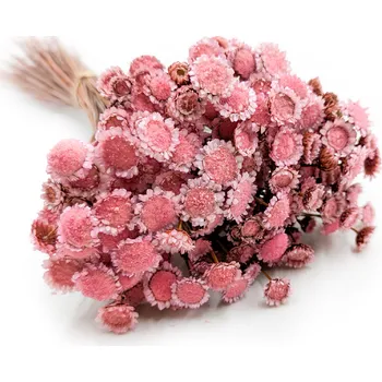 mech-mech.cz Sušená Glixia BIG - (Comanthera) - růžová