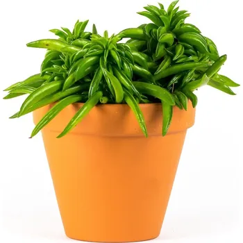 Gardners Peperomia Happy Bean, průměr 11 cm Peperomie, Pepřinec