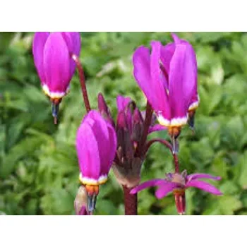 Sazenice Božskokvět 'Red Wings' - Dodecatheon 'Red Wings' Balení: kontejner p11