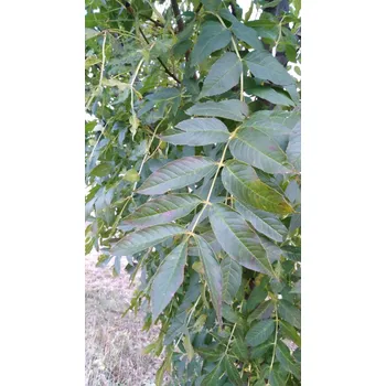 Sazenice Jasan ztepilý 36-50 cm QP60