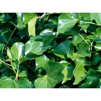 Sazenice Břečťan popínavý 'Hibernica' Balení: kontejner p11