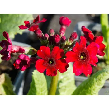 Sazenice Primula japonica 'Miller's Crimson' kontejner p9