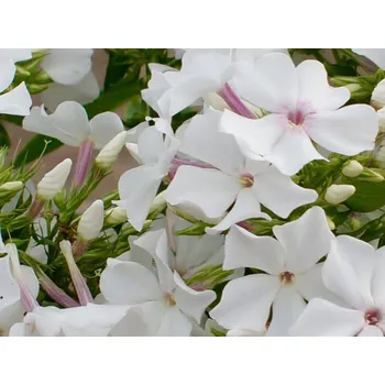 Sazenice Plaménka latnatá 'Famous White' - Phlox paniculata 'Famous White' Balení: kontejner p11