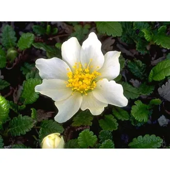 Sazenice Dryádka osmiplátečná - Dryas octopetala Balení: kontejner C2