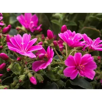 Sazenice Levisie květnatá 'Mountain Dreams' - Lewisia cotyledon 'Mountain Dreams' Balení: kontejner p9