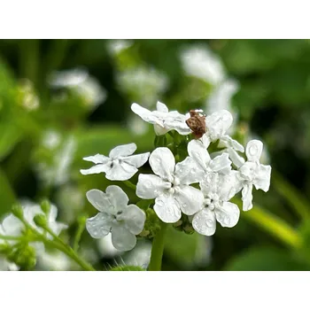 Sazenice Pomněnkovec velkolistý 'Betty Bowring' - Brunnera macrophylla 'Betty Bowring' Balení: kontejner C2