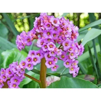 Sazenice Bergénie srdčitolistá 'Rotblum' - Bergenia cordifolia 'Rotblum' Balení: kontejner C2