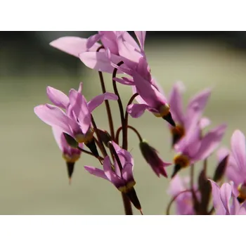 Sazenice Božskokvět zahradní 'Queen Victoria' - Dodecatheon meadia 'Queen Victoria' Balení: kontejner p11