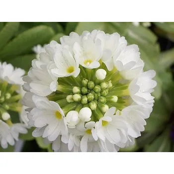 Sazenice Prvosenka zoubkovaná 'Alba' - Primula denticulata 'Alba' Balení: kontejner p11