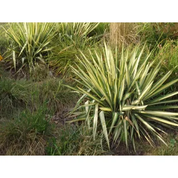 Sazenice Juka vláknitá 'Gold Heart' kontejner p9