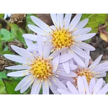 Sazenice Hvězdnice 'Stardust' - Aster ageratoides 'Stardust' Balení: kontejner p11