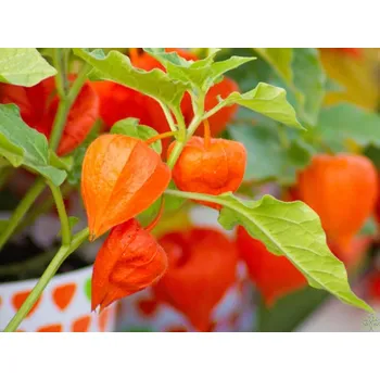 Sazenice Mochyně židovská var. franchetii - Physalis franchetii kontejner p11