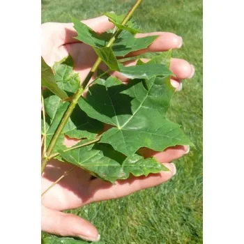 Sazenice Javor mléč 26-35 cm QP60