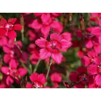 Sazenice Hvozdík kropenatý 'Brillant' - Dianthus deltoides 'Brillant' Balení: kontejner p9