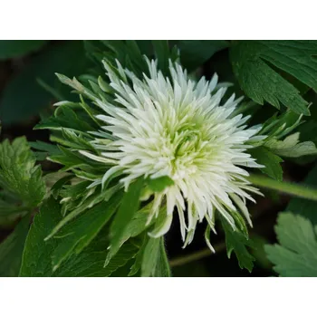 Sazenice Sasanka lesní 'Polish Star' - Anemone sylvestris 'Polish Star' Balení: kontejner p11