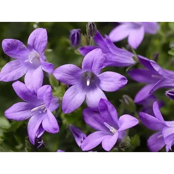 Zvonek na kolo Zvonek dalmatský 'Clockwise' - Campanula portenschlagiana 'Clockwise' Balení: kontejner p9 Campanula portenschlagiana 'Clockwise'