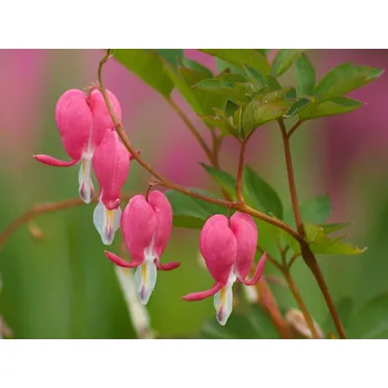Sazenice Srdcovka nádherná - Dicentra spectabilis Balení: kontejner p11