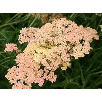 Sazenice Řebříček obecný 'Listopad' - Achillea millefolium 'Listopad' Balení: kontejner p11