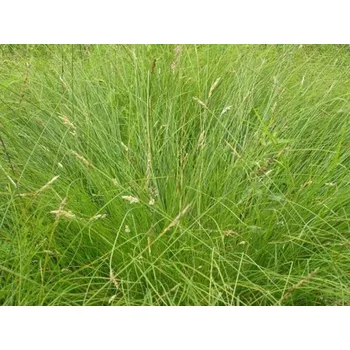 Sazenice Ostřice Howardova 'Phoenix Green' - Carex howardii 'Phoenix Green' Balení: kontejner C2