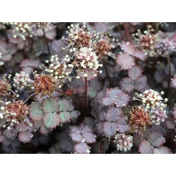 Sazenice Acéna růžová 'Purpurea' - Acaena inermis 'Purpurea' Balení: kontejner p9