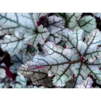 Dlužicha 'Rex Silver' - Heuchera 'Rex Silver' Balení: kontejner p11 Heuchera 'Rex Silver'