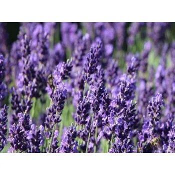 Sazenice Levandule úzkolistá 'Hidcote Blue' - Lavandula angustifolia 'Hidcote Blue' Balení: kontejner p9