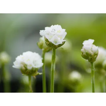Sazenice Trávnička přímořská 'Alba' - Armeria maritima 'Alba' Balení: kontejner p9