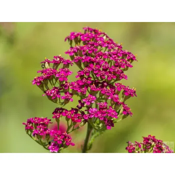 Sazenice Řebříček obecný 'Cerise Queen' - Achillea millefolium 'Cerise Queen' Balení: kontejner p11