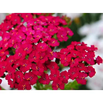 Sazenice Řebříček obecný 'Purpurglut' - Achillea millefolium 'Purpurglut' Balení: kontejner p11