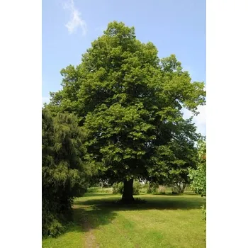 Sazenice Lípa velkolistá 26-35 cm QP60