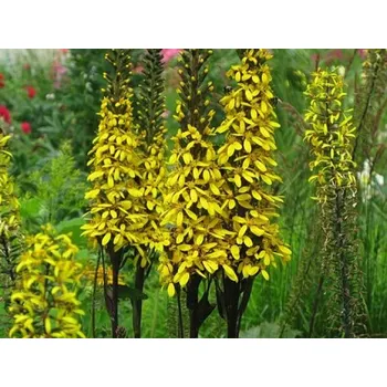 Sazenice Popelivka 'Gold Torch®' - Ligularia 'Gold Torch®' Balení: kontejner C5