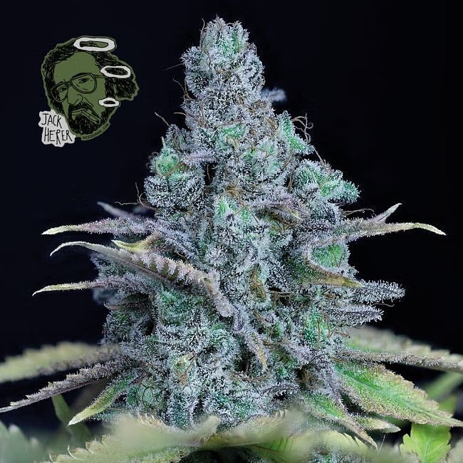 Seedsman - Jack Herer 5 ks
