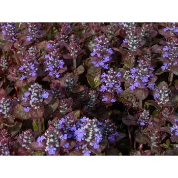 Sazenice Lukon Glads Ajuga reptans ATROPURPUREA - zběhovec plazivý