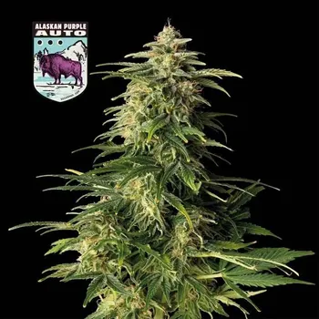 Semeno Seedsman - Alaskan Purple Auto 1 ks