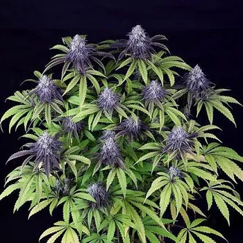 Semeno Seedsman - Peyote Wi-Fi CBD 2:1 1 ks