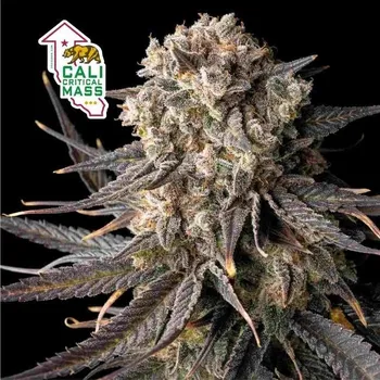 Semeno Seedsman - Cali Critical Mass 25 ks