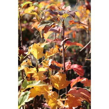 Sazenice Jeřáb břek 26-35 cm QP40