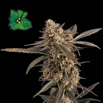 Semeno Seedsman - Green Crack Auto 1 ks