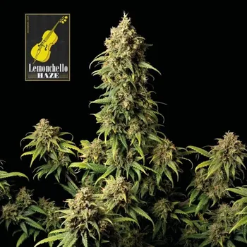 Semeno Seedsman - Lemonchello Haze 1 ks