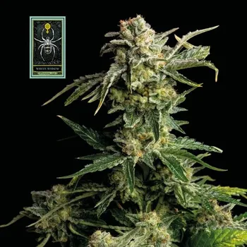 Semeno Seedsman - White Widow 1 ks