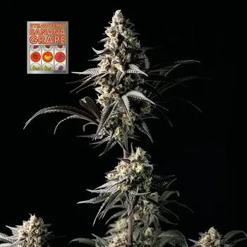 Semeno Seedsman - Strawberry Banana Grape 1 ks