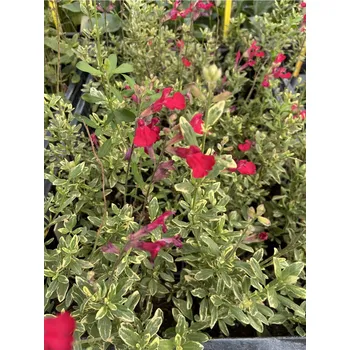 Sazenice Lukon Glads Salvia greggii variegata - šalvěj broskvová