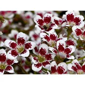 Sazenice Lomikámen nádherný 'Southside Seedling' - Saxifraga cotyledon 'Southside Seedling' Balení: kontejner p9