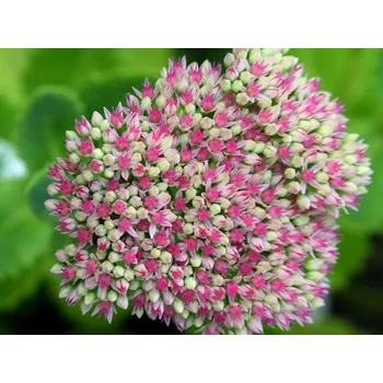 Sazenice Rozchodník velký 'Seduction Pink Passion' - Sedum telephium 'Seduction Pink Passion' Balení: kontejner p12