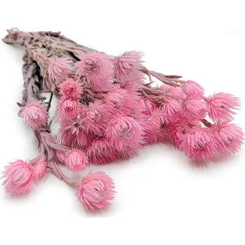 mech-mech.cz Sušená Kaaps flower - (Phaenocoma prolifera) - Světle růžová