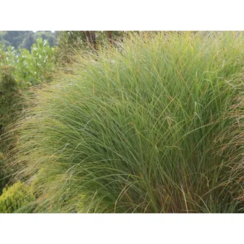 Sazenice Ozdobnice čínská 'Gracilimus Nana' - Miscanthus sinensis 'Gracilimus Nana' Balení: kontejner C2