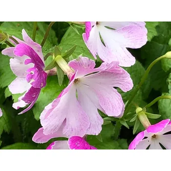 Sazenice Prvosenka Sieboldova - Primula sieboldi Balení: kontejner p11