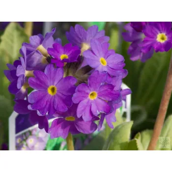 Sazenice Prvosenka zoubkatá 'Blaue Auslese' - Primula denticulata 'Blaue Auslese' Balení: kontejner p11